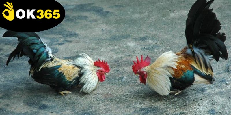 Chọn gà đúng kỹ thuật là mẹo đá gà thắng lớn giúp tăng khả năng thắng lớn.